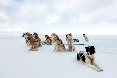 Canvas Print: Husky Sled Dogs by Science Photo Library - thumbnail