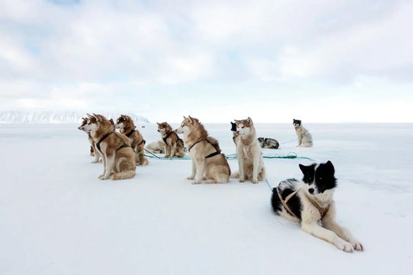 Husky Sled Dogs