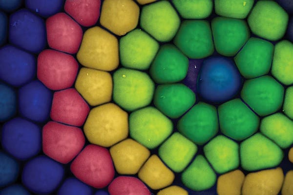 Science Photo Library: Insect Compound Eye, SEM by Science Photo Library