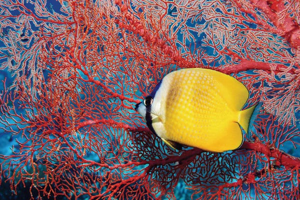 Science Photo Library: Klein's Butterflyfish by Science Photo Library