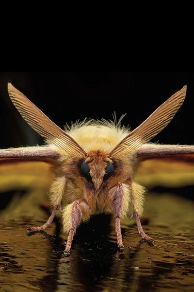 Moths: Monkey Moth by Science Photo Library
