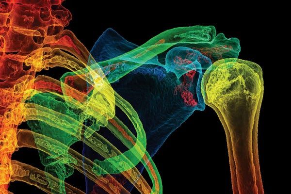 Science Photo Library: Normal Shoulder, 3D CT Scan by Science Photo Library