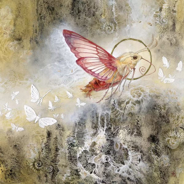 Moths: Moth by Stephanie Law