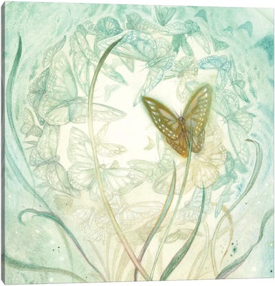 Butterfly II Canvas Art Print - Stephanie Law