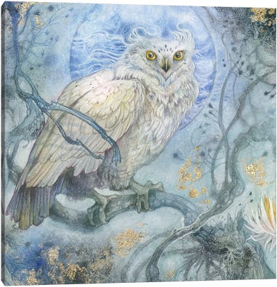 Night Wings I Canvas Art Print - Stephanie Law