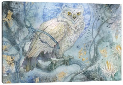 Night Wings II Canvas Art Print - Stephanie Law