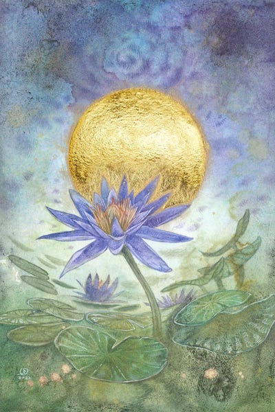 Water Lilies: Blue Lily Of The Nile by Stephanie Law