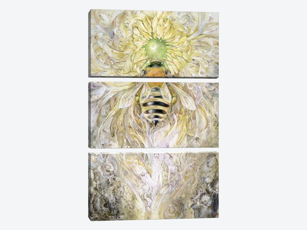 Honeybee II by Stephanie Law 3-piece Canvas Artwork
