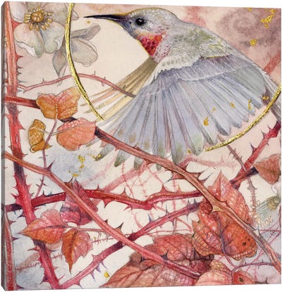Hummingbird Canvas Art Print - Stephanie Law