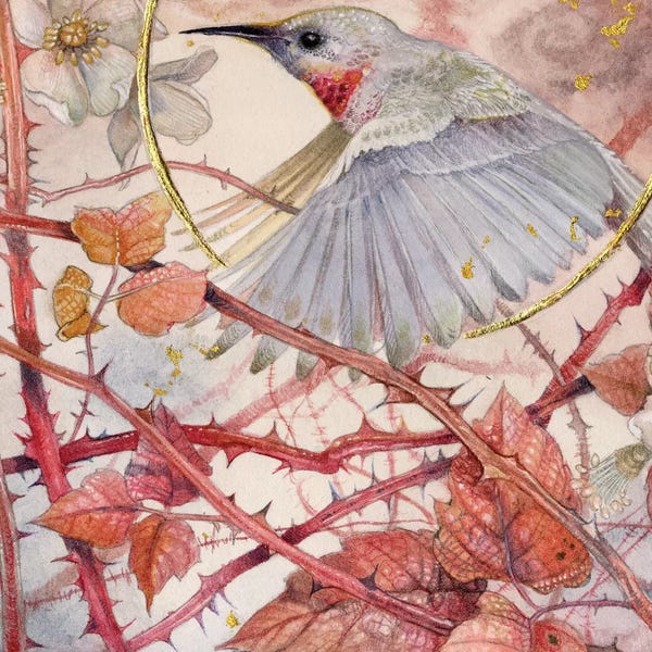 Hummingbirds: Hummingbird by Stephanie Law