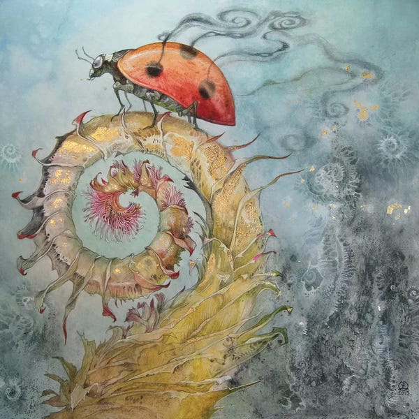 Ladybugs: Ladybird by Stephanie Law
