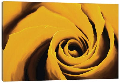 Dirty Yellow Rose Canvas Art Print - John Salozzo