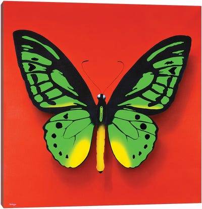 Green Butterfly Canvas Art Print - John Salozzo