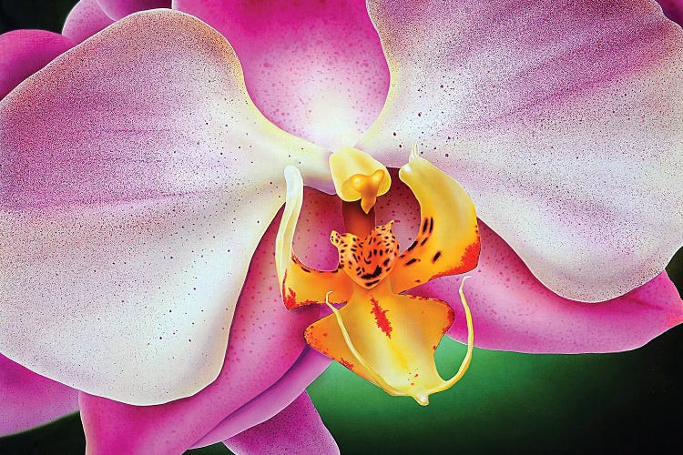 Orchid by John Salozzo wall art
