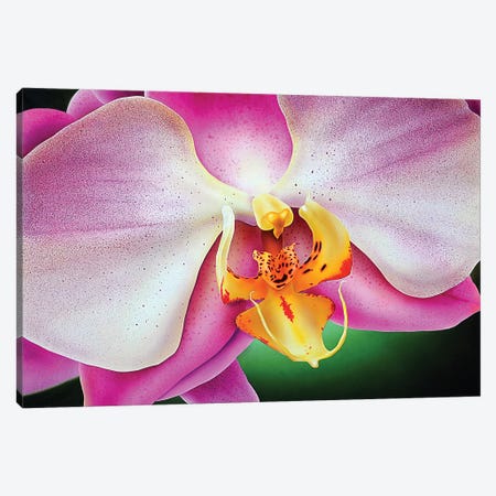 Orchid Canvas Print #SLZ29} by John Salozzo Canvas Art Print