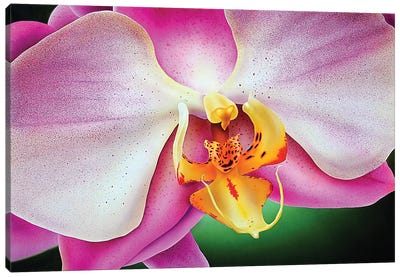 Orchid Canvas Art Print - John Salozzo
