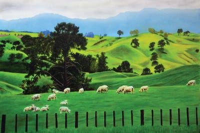 Sheep by John Salozzo framed canvas print