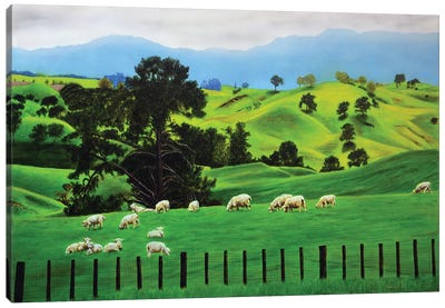 Sheep Canvas Art Print - John Salozzo