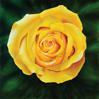 Yellow Rose by John Salozzo framed canvas print