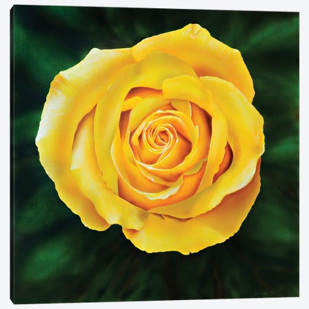 Yellow Rose Canvas Print #SLZ50} by John Salozzo Canvas Wall Art