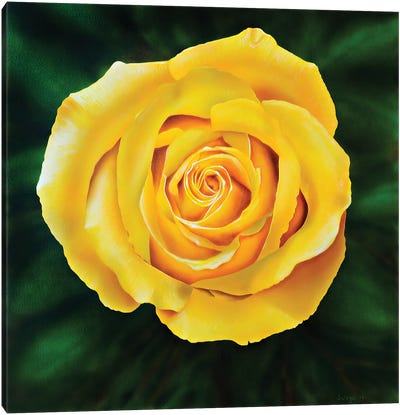 Yellow Rose Canvas Art Print - John Salozzo