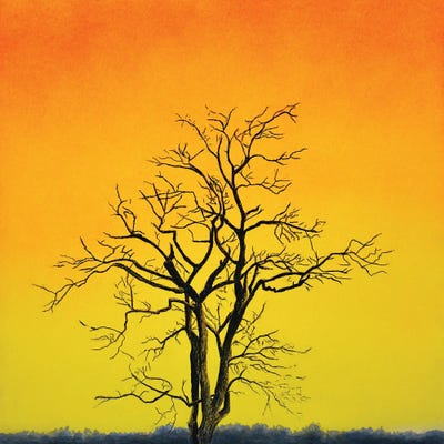 Sunrise Tree by John Salozzo framed canvas print