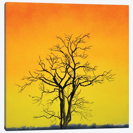Sunrise Tree Canvas Print #SLZ56} by John Salozzo Art Print