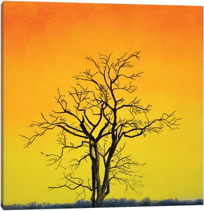 Sunrise Tree Canvas Art Print - John Salozzo