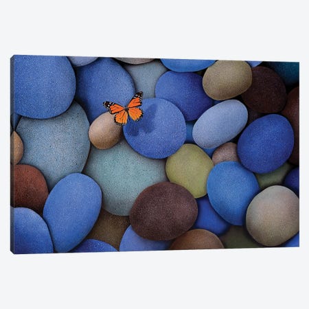 Blue Stones And Butterfly Canvas Print #SLZ6} by John Salozzo Canvas Artwork