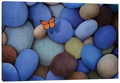 Blue Stones And Butterfly Canvas Art Print - Monarch Metamorphosis