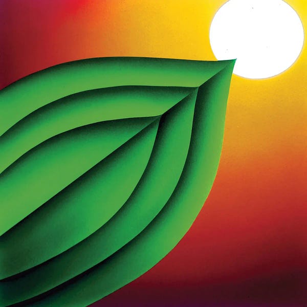 Leaf Touching The Sun