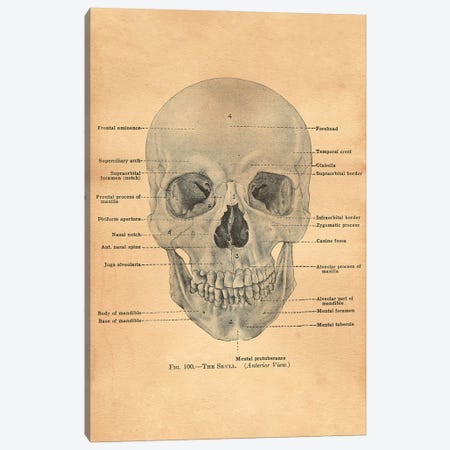 The Skull Diagram Canvas Print #SMD103} by Tea Stained Madness Canvas Art Print
