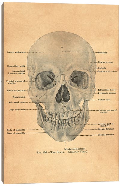 The Skull Diagram Canvas Art Print - Dark Academia