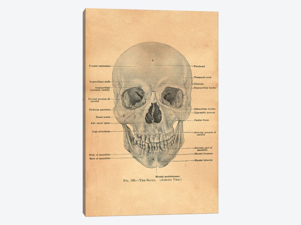 The Skull Diagram by Tea Stained Madness 1-piece Canvas Wall Art