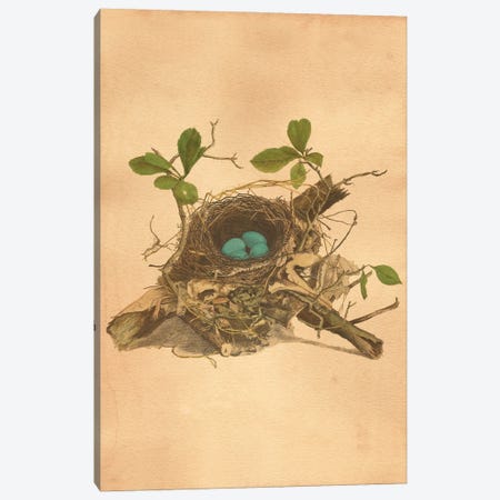 Bird's Nest Canvas Print #SMD10} by Tea Stained Madness Canvas Art Print