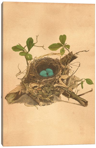 Bird's Nest Canvas Art Print - Tea Stained Madness