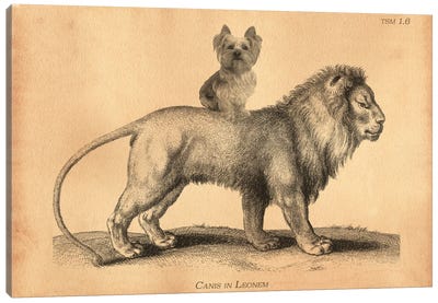 Yorkie Lion Tea Canvas Art Print - Yorkshire Terrier Art