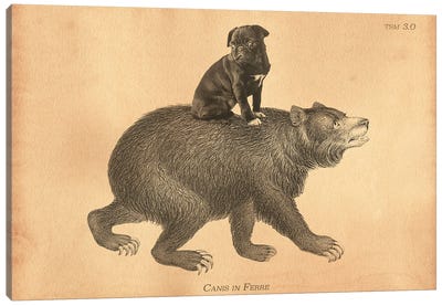 Black Pug Bear Canvas Art Print - Tea Stained Madness