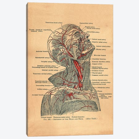 Arteries Of Head And Neck Canvas Print #SMD1} by Tea Stained Madness Canvas Print
