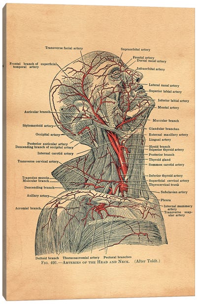 Arteries Of Head And Neck Canvas Art Print - Anatomy Art