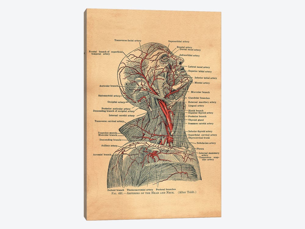 Arteries Of Head And Neck by Tea Stained Madness 1-piece Canvas Art Print