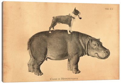 Boston Terrier Hippo Canvas Art Print - Hippopotamus Art