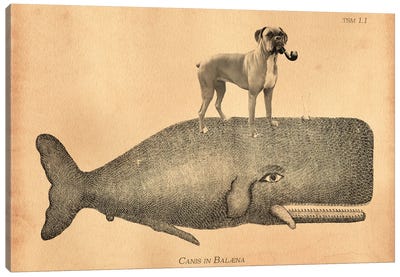 Boxer Dog Whale Canvas Art Print - Tea Stained Madness