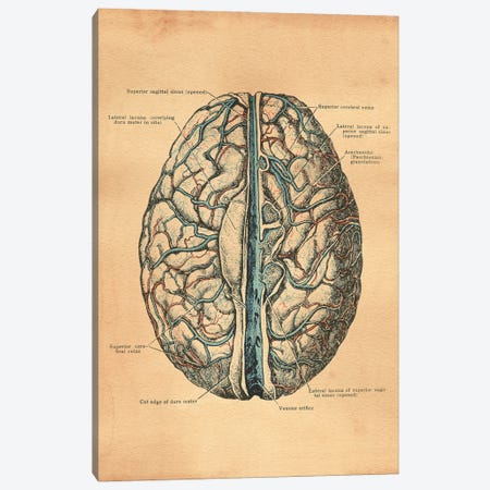 Brain Diagram Canvas Print #SMD23} by Tea Stained Madness Canvas Artwork