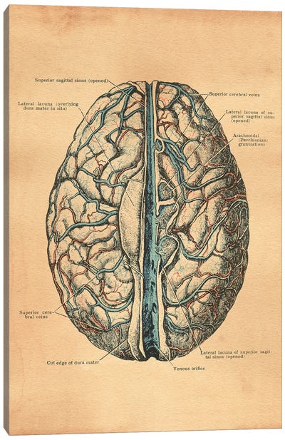 Brain Diagram Canvas Art Print - Tea Stained Madness