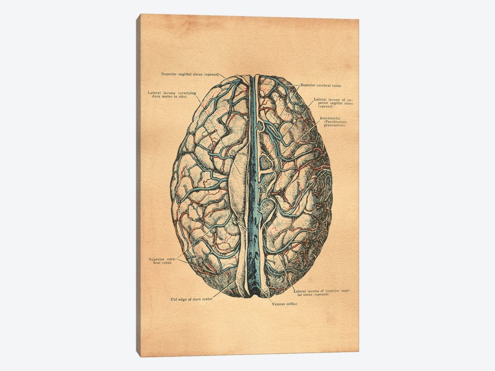 Brain Diagram by Tea Stained Madness 1-piece Canvas Print
