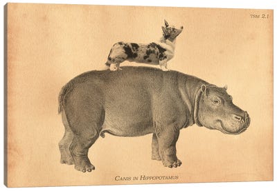 Cardigan Corgi Hippo Canvas Art Print - Corgi Art