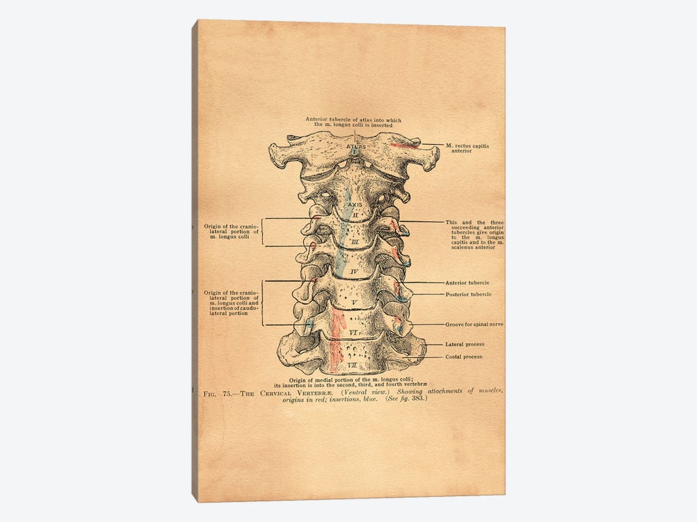 Cervical Vertebrae by Tea Stained Madness 1-piece Canvas Print