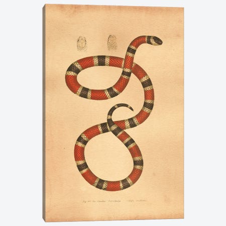 Coral Snake Canvas Print #SMD32} by Tea Stained Madness Canvas Art Print