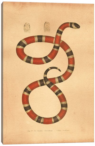 Coral Snake Canvas Art Print - Tea Stained Madness